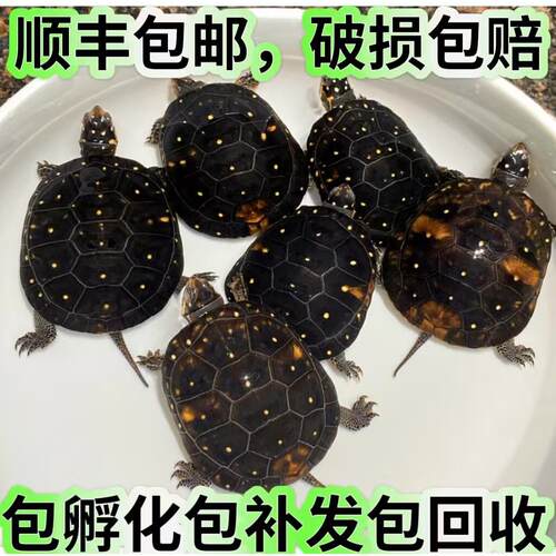 星点水龟幼龟观赏乌龟活体纯种星点龟满天星斑点水龟苗高端宠物龟