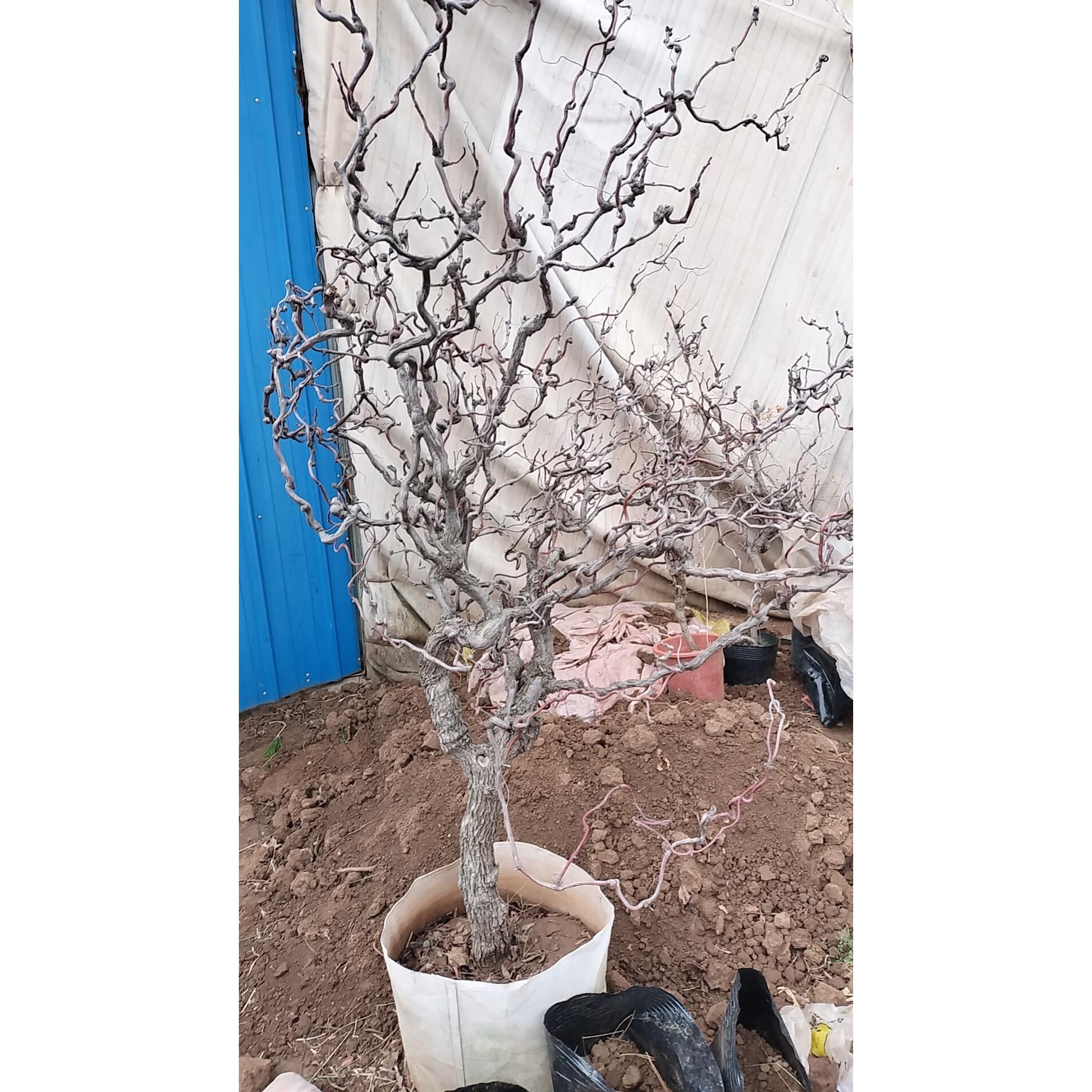 盆栽盘龙枣树 珍奇品种-龙须枣苗龙枣盆景盆栽地栽龙爪枣庭院种植