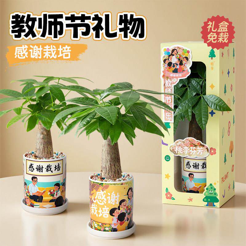 植季发财树小盆栽花卉办公室桌面绿植室内植物客厅盆景教师节礼物