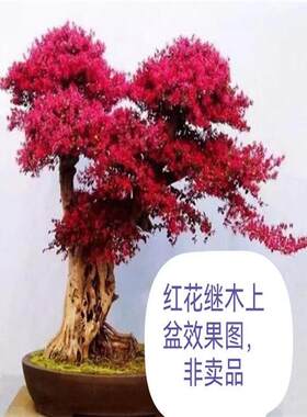 红花继木盆景盆栽原生红花继木满堂红盆景中国红红叶继木