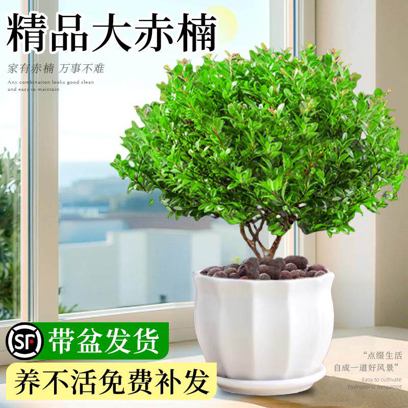 小叶赤楠盆景老桩盆栽精品金丝楠木大棵室内办公室四季好养绿植物