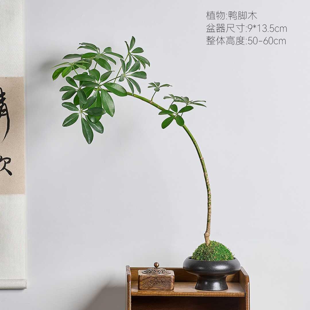飘枝造型鸭脚木八方来财鸭脚木盆栽四季常青桌面茶几桌花卉摆件
