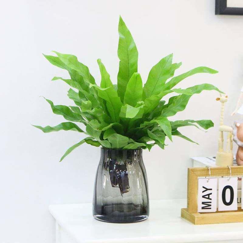 植物花卉桌面四季常青室内办公室蕨类水培鸟巢蕨盆栽绿植植物水养