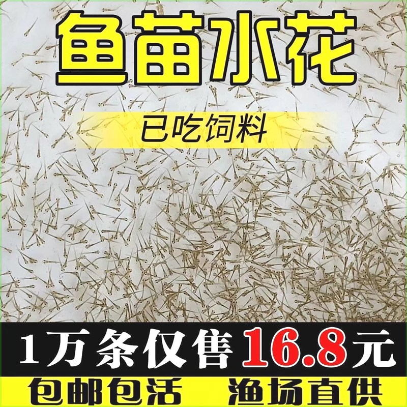 四川鳜鱼鲟鱼水花鱼苗鲫鱼草鱼桂鱼大头I花鲢白鲢青鱼武昌鱼翘嘴