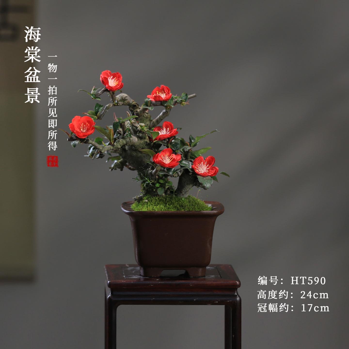 贴梗海棠花盆栽带花苞好养易活阳台庭院花卉一物一拍老桩植物盆景