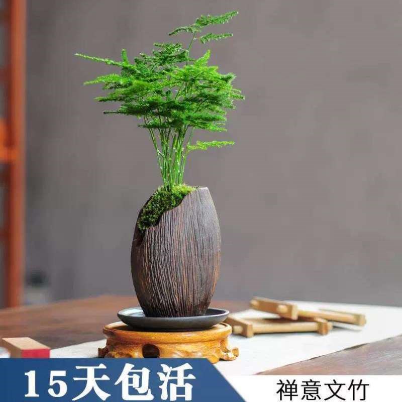 摆件四季文竹植物小m盆栽桌面好养绿植办公室室内创意迷你绿化盆