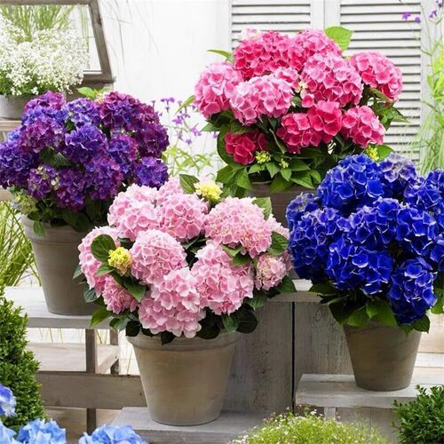 绣球花苗盆栽老桩室内阳台庭院植物四季开花卉蓝无尽夏圆锥耐寒秀