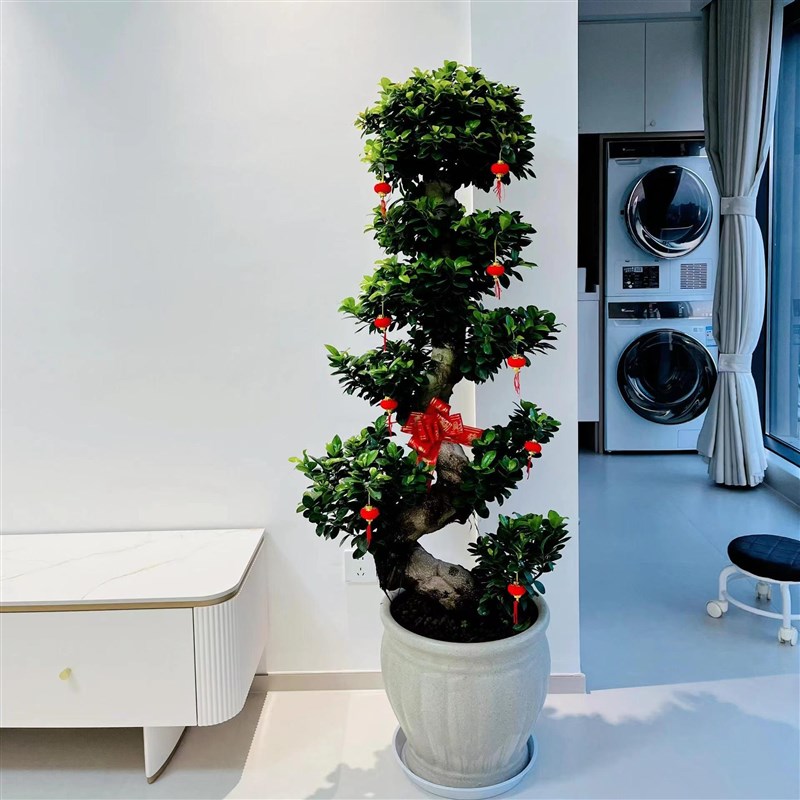 金钱榕老桩盆栽室内客厅大型绿植开业乔迁送礼摇钱树阳台庭院绿植