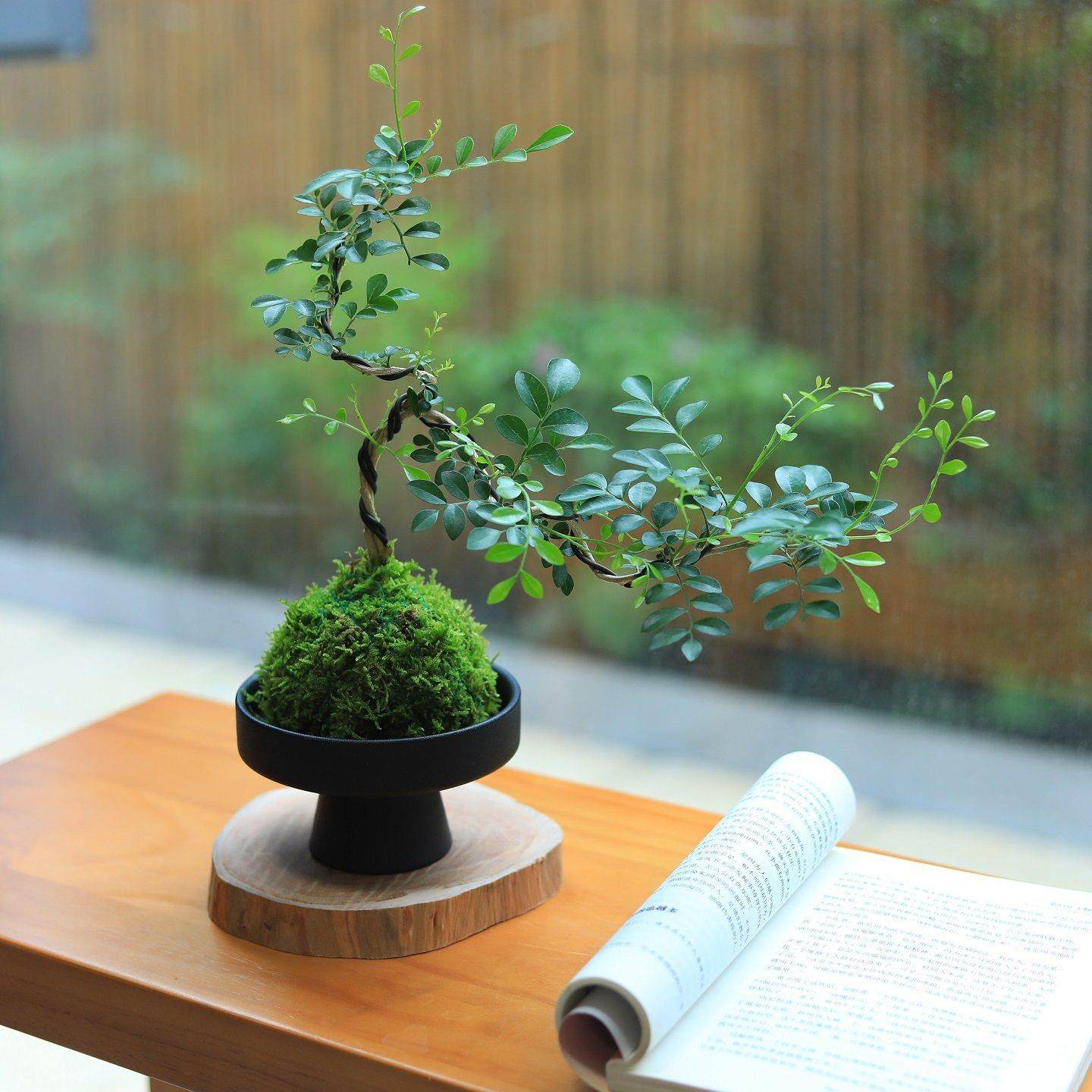 苔藓球绿植造型悬崖九里香盆栽水培植物茶室桌面盆景四季常青花卉,鲜花速递/花卉仿真/绿植园艺,绿植,淘宝优惠券,粉丝福利购,淘宝优惠卷