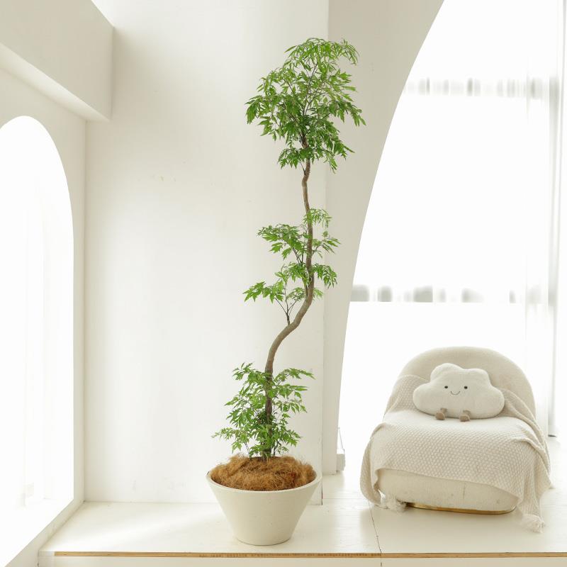 造型福禄桐盆栽好养四季常青客厅旺宅绿植大型室内落地办公室植物