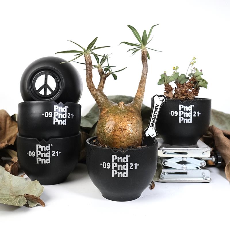 pnd原创块根植物黑色塑胶花盆多肉反战 日式透气盆景控根加厚塑料