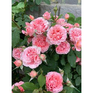 珊瑚果冻月季花苗粉色特大花浓香阳台庭院花卉四季玫瑰不垂头耐晒