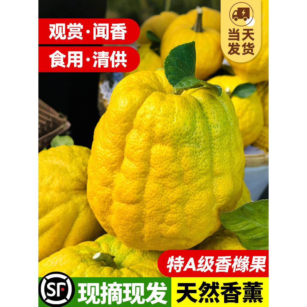 香橼果云南新鲜佛手柑大果室内摆件天然闻香办公桌面清供观赏香薰