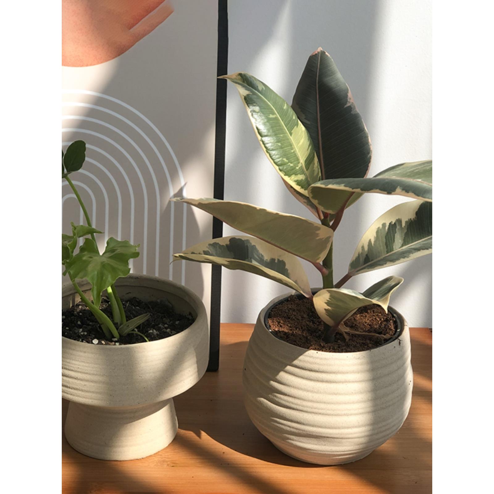 粗陶花盆侘寂陶瓷简约日式盆多肉胡椒木橡皮树桌面绿植花卉盆景