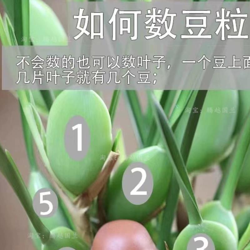 浓香兰花苗咖啡兰奶香味室内外客厅阳台好养易活绿植花卉美观