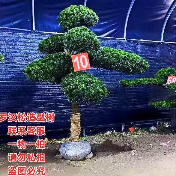 正宗罗汉松小叶雀舌四季常青别墅庭院绿化造型树好养好种