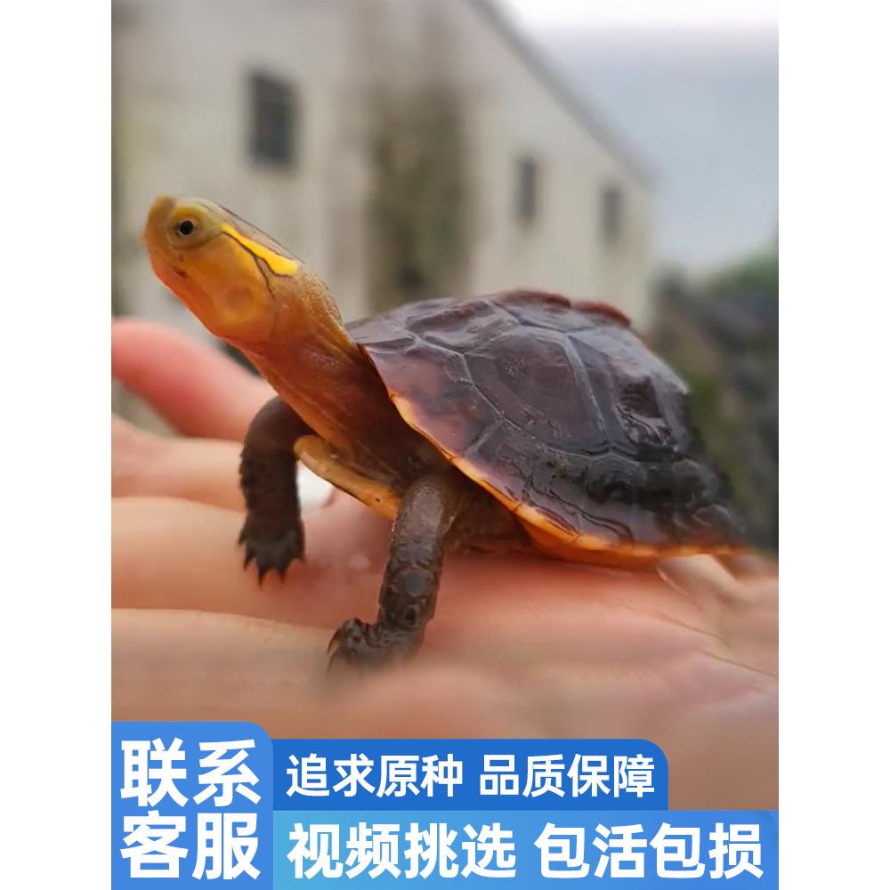 黄缘龟闭壳龟安缘幼龟活物龟苗宠物台缘幼苗安布纯种安徽闭合乌龟