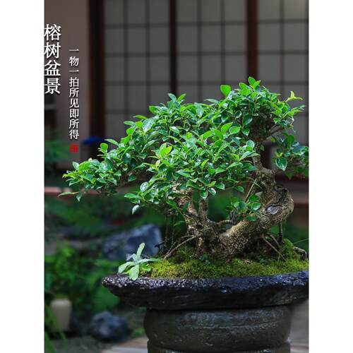 榕树造型一物一拍老桩盆景四季常绿庭院好养别墅冬季植物室内盆栽