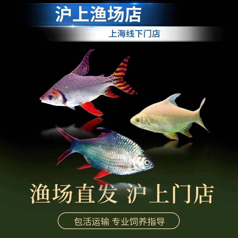 热带鱼观赏鱼淡水泰国鲫双线侧飞凤鱼龙凤呈祥龙鱼配鱼元宝鲫