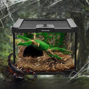 BG幼体蜘蛛饲养箱爬宠饲养缸雨林造景生态缸玻璃缸螳螂蝎子饲养盒