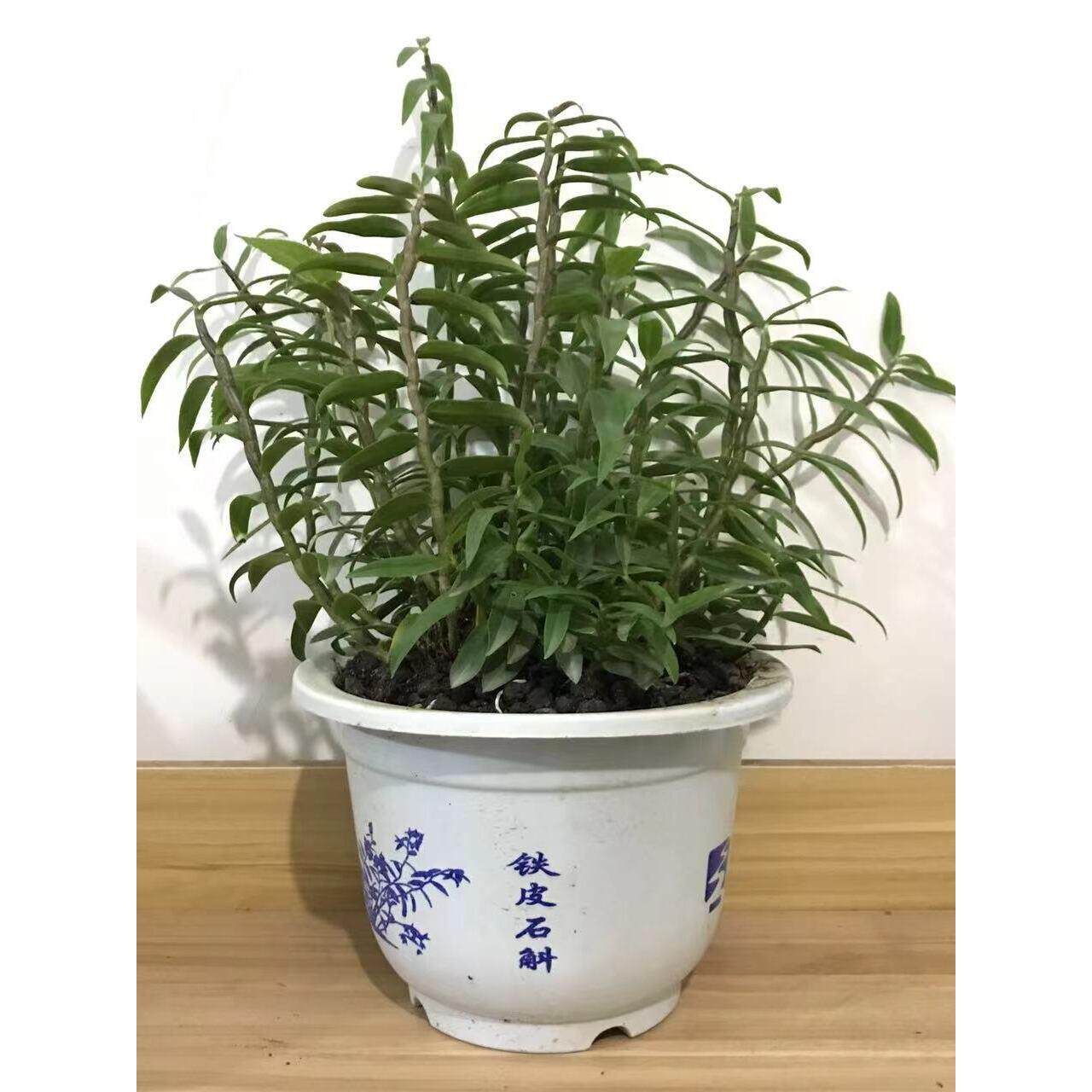 铁皮石斛苗盆栽 鲜条枫斗苗 驯化苗盆栽 原装发货!