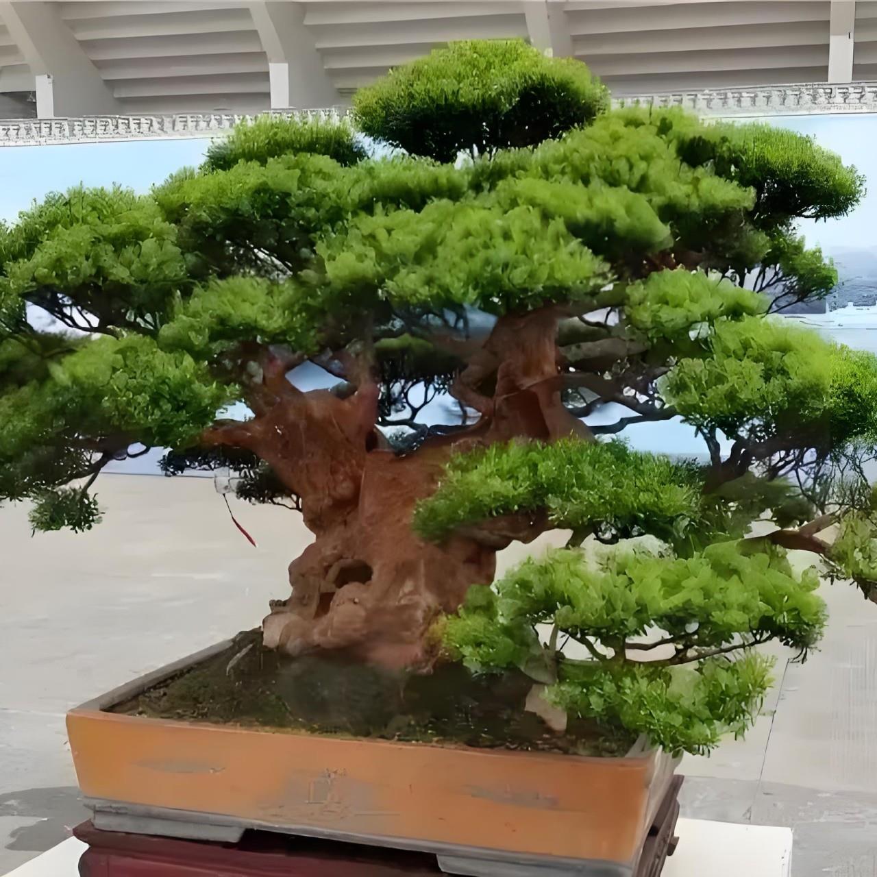 赤楠 紫薇 黄荆老桩盆栽花卉植物室内花鲜花盆景耐寒老桩绿植
