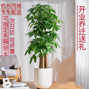 步步高发财树绿植客厅办公室区室内大型盆栽开业乔迁送礼杭州同城