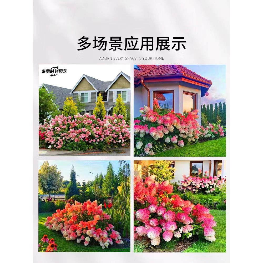 圆锥绣球香草草莓室外木本花卉盆栽别墅庭院花镜植物耐热石灰灯,鲜花速递/花卉仿真/绿植园艺,绣球/木绣球/木本植物,淘宝优惠券,粉丝福利购,淘宝优惠卷