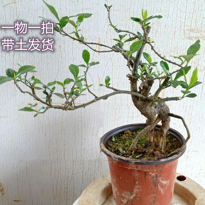室内盆景栽植一物一拍下单小叶四季山栀子花树老桩U矮提根造型苗