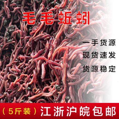 散装活体红蚯蚓鲜活种苗垂钓放生鱼饵太平三号5斤包邮毛毛蚯蚓