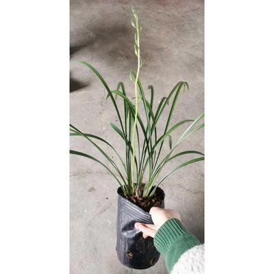 细叶寒兰经典素心 香气清洌 幽香 叶姿飘逸洒脱 花高出架