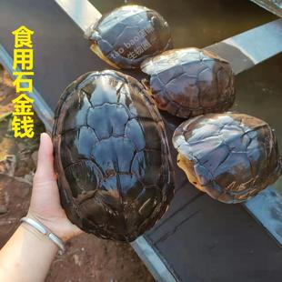.食用石金钱大龟煲汤龟可食用草龟食用乌龟活物十年石金钱纯正宗