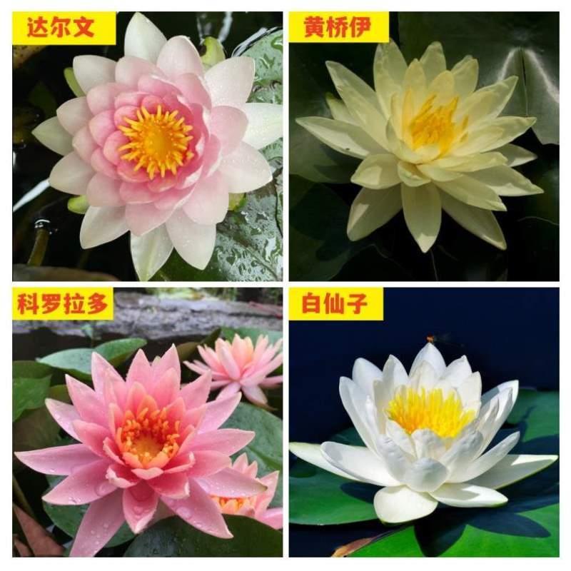 四季鱼缸莲花带睡莲水培水养睡莲池塘花苞苗根块睡莲耐寒植物发货