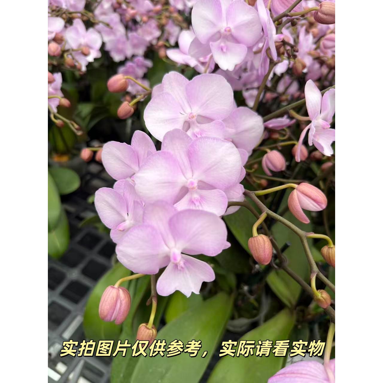 花之恋【神仙姐姐蝴蝶兰】蝴蝶兰盆栽带花客厅花卉鲜花节日礼物