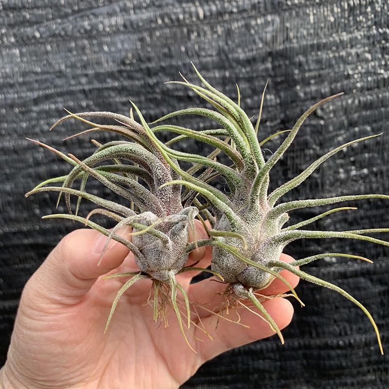 空气凤梨植物迷你型品种 普鲁士犀牛角绿 植盆栽花草