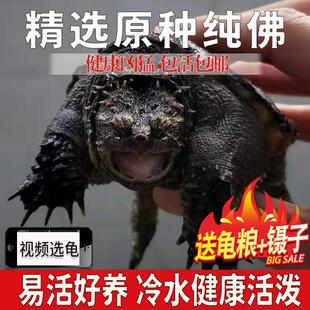 鳄龟爆刺凶猛佛鳄乌龟活物原种纯佛杂佛大鳄小鳄龟苗淡水大刺鳄