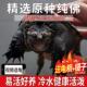 鳄龟爆刺凶猛佛鳄乌龟活物原种纯佛杂佛大鳄小鳄龟苗淡水大刺鳄