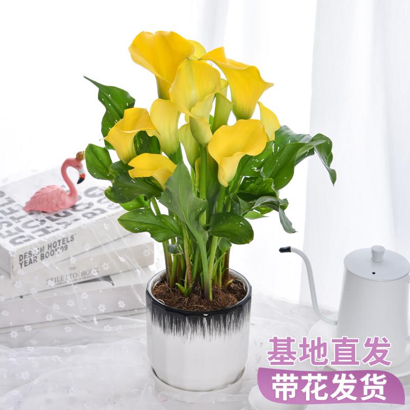 彩色马蹄莲懒人盆栽带花苞发货鲜花客厅办公室插花花期超长的花卉
