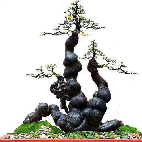 金弹子盆景 原生老桩根艺怪桩素材原盆土血红果老鸦柿YF271-300