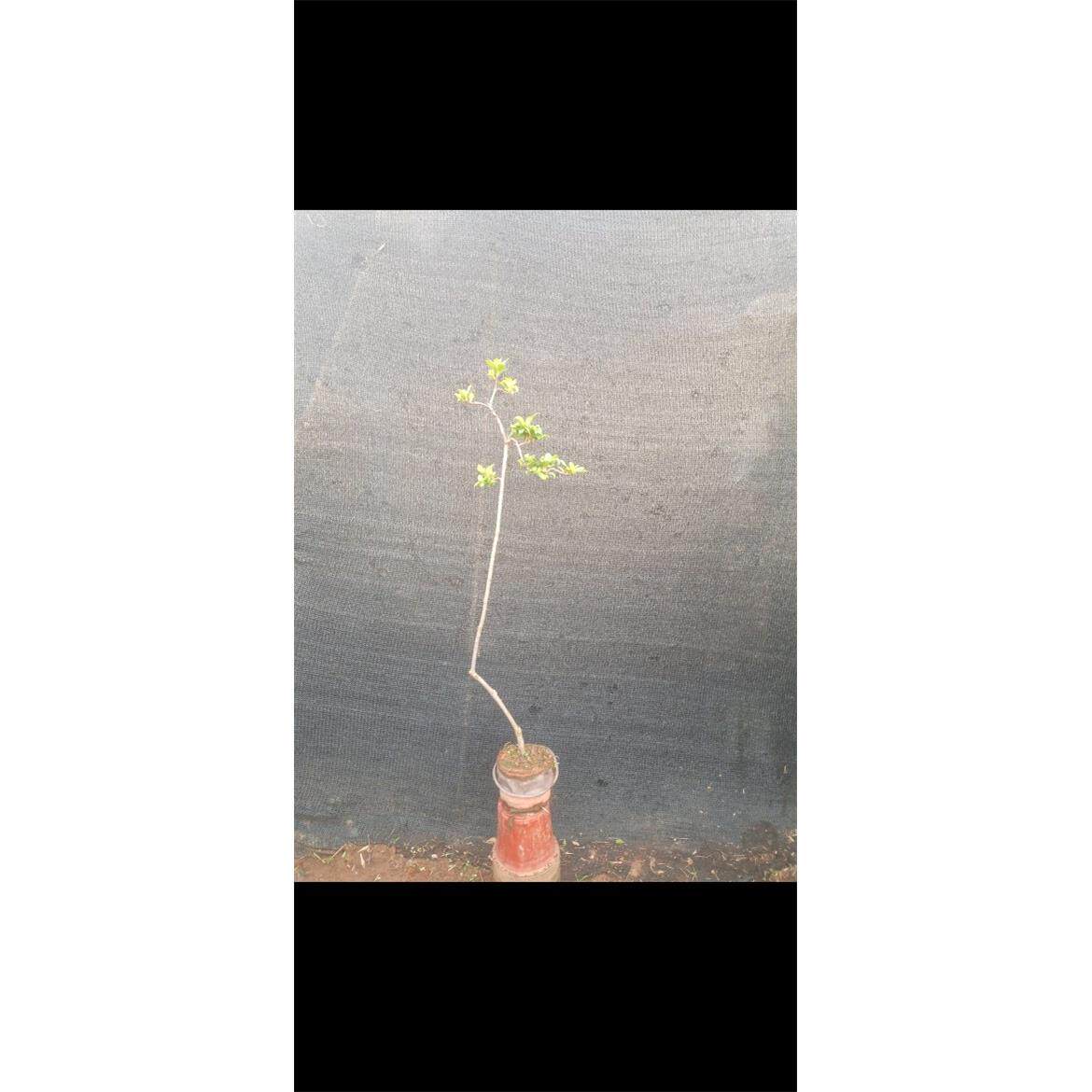 海岛春花盆景老桩熟桩盆景素材一物一拍原盆原土发货