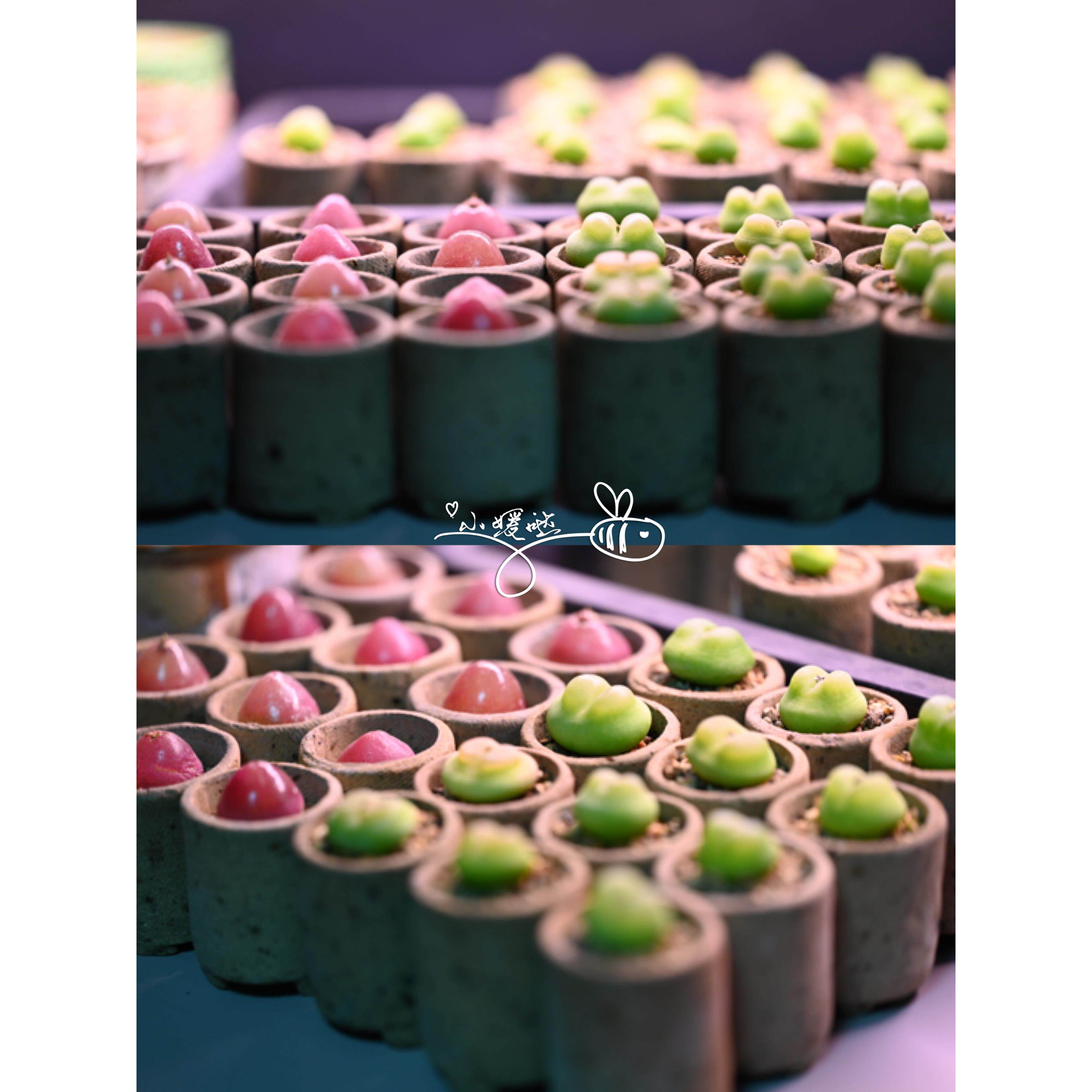 素烧小圆筒直筒蛋奶酪盆灯泡肉锥整齐小媛哒同款炻陶拇指粗陶花盆