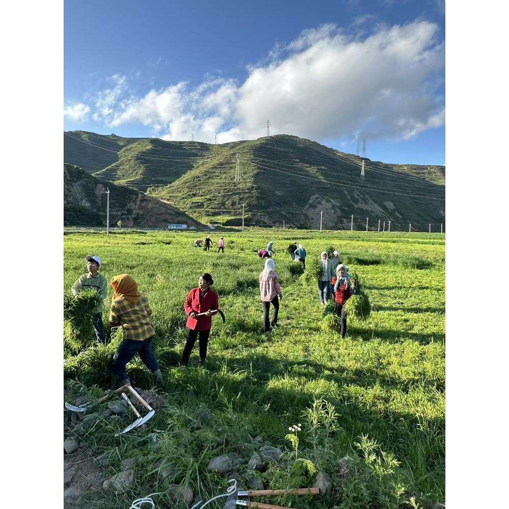 25年烘干头茬北提草段兔兔龙猫豚鼠荷兰猪干草一袋一斤满2斤包邮,宠物/宠物食品及用品,兔兔干草,淘宝优惠券,粉丝福利购,淘宝优惠卷