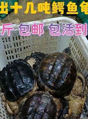 北美鳄龟活物食用养殖红烧观赏鳄龟大鳄食用鳄鱼龟