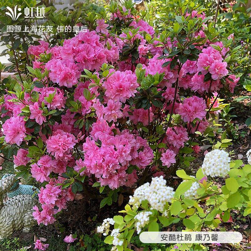 虹越安酷杜鹃盆栽大规格多季开花阳台庭院多年生杜鹃花卉耐热耐寒
