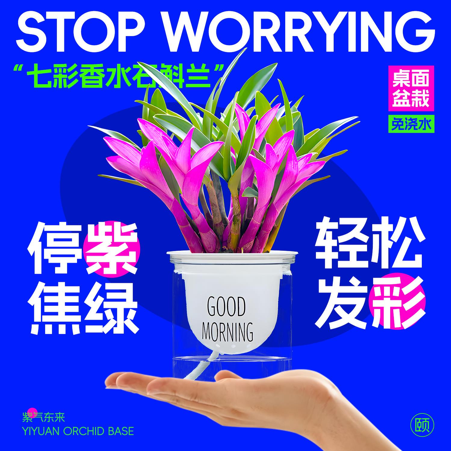 停止焦虑七彩香水石斛兰植物盆栽懒人好养办公室桌面绿植创意礼物