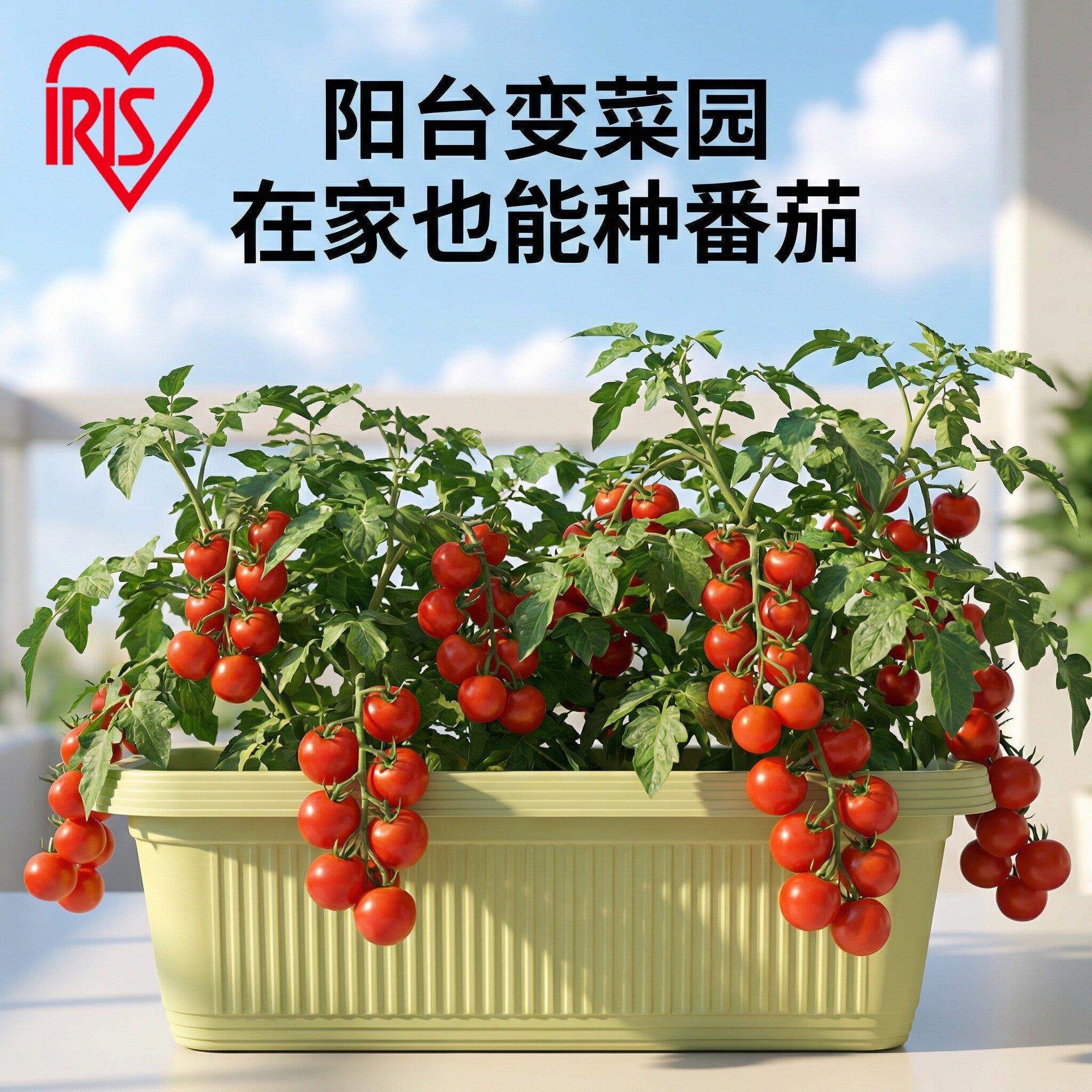 IRIS长方形花盆大号塑料阳台种菜盆蔬菜种菜专用箱种植箱爱丽丝