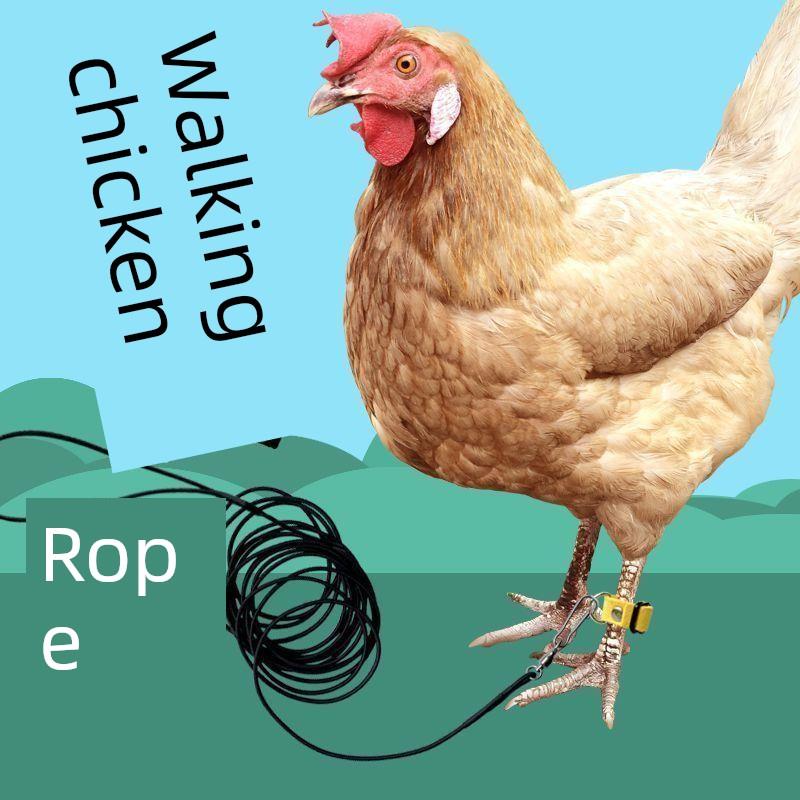 鸡行走神器鸡科尔鸭牵引绳行走鸭牵引绳线束型牵引绳行走鸡绳宠物