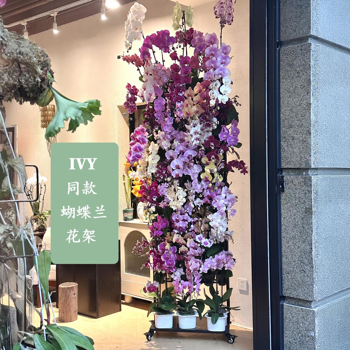 IVY同款蝴蝶兰花架落地式花店阳台植物架子国兰石斛兰秋海棠移动