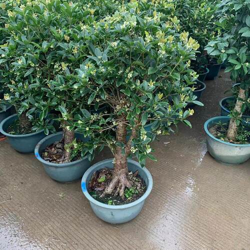 大型桂花树苗老桩金桂丹桂庭院别墅地栽浓香型植物耐寒四季桂绿化