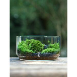 植觉 | 圆 顺丰发货 | 苔藓微景观创意盆景桌面装饰植物青苔鲜活